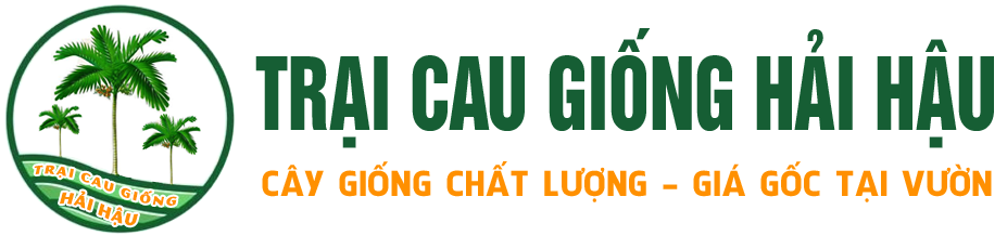 Cau giống hải hậu